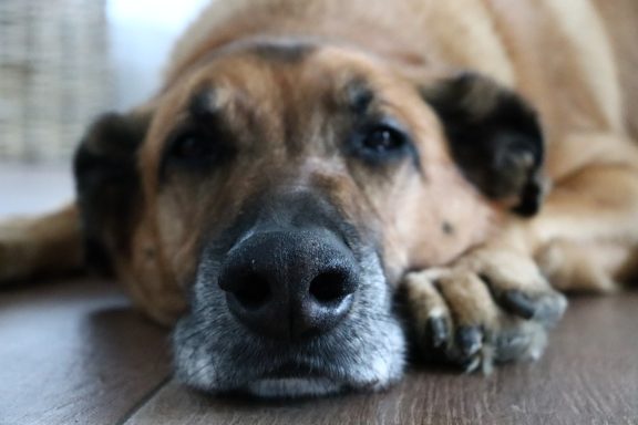 Brauner Hund liegt entspannt mit einem ruhigen Gesichtsausdruck auf dem Boden.