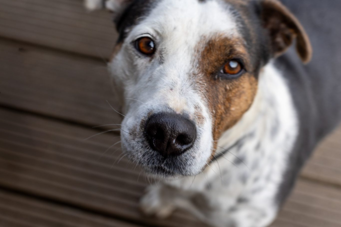 Braun-weißer Hund schaut neugierig in die Kamera.